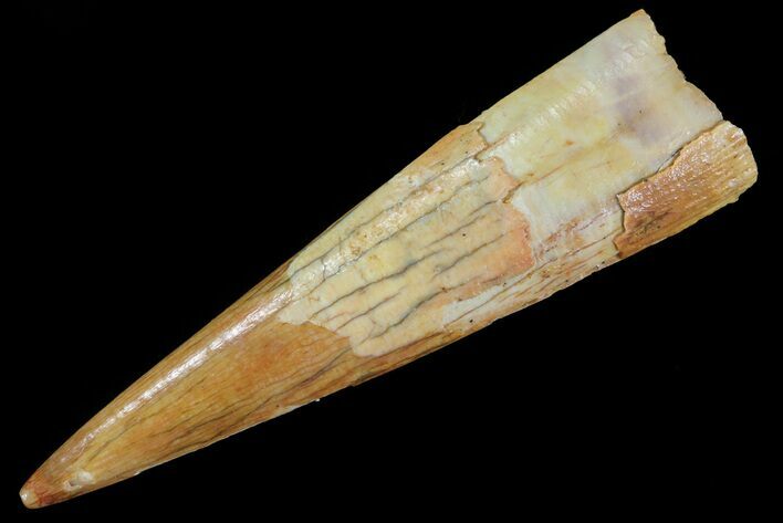 Pterosaur (Siroccopteryx) Tooth - Morocco #73102